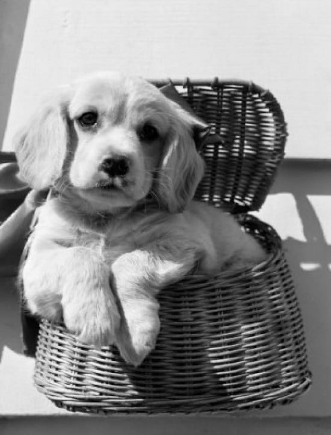 Puppy in basket Canvas Art - (24 x 36)