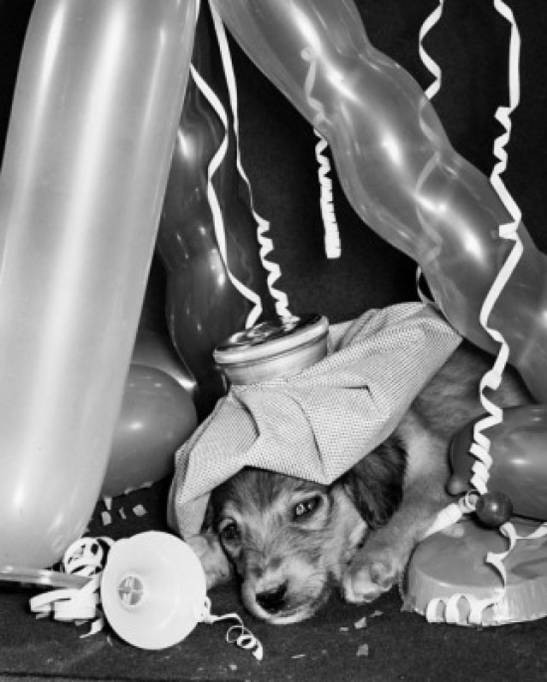 Puppy with ice pack surrounded by balloons Canvas Art - (18 x 24)