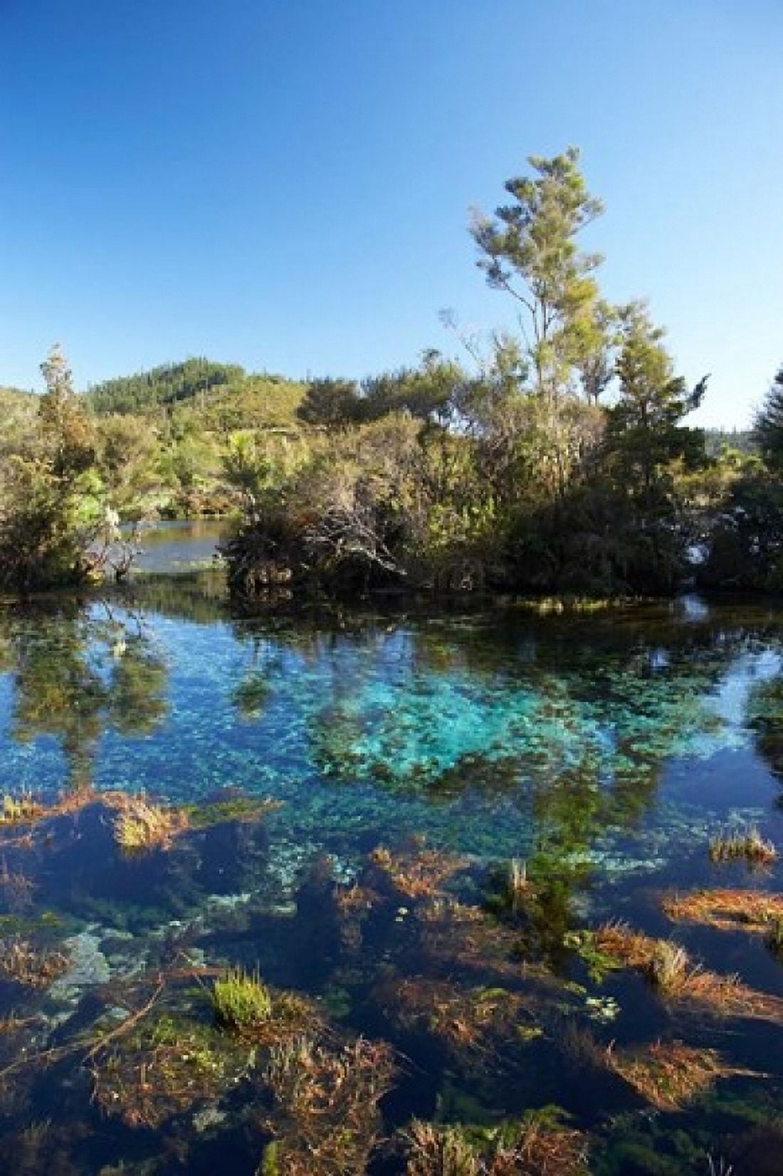 Pupu Springs Golden Bay South Island New Zealand Canvas Art - David Wall DanitaDelimont (11 x 17)