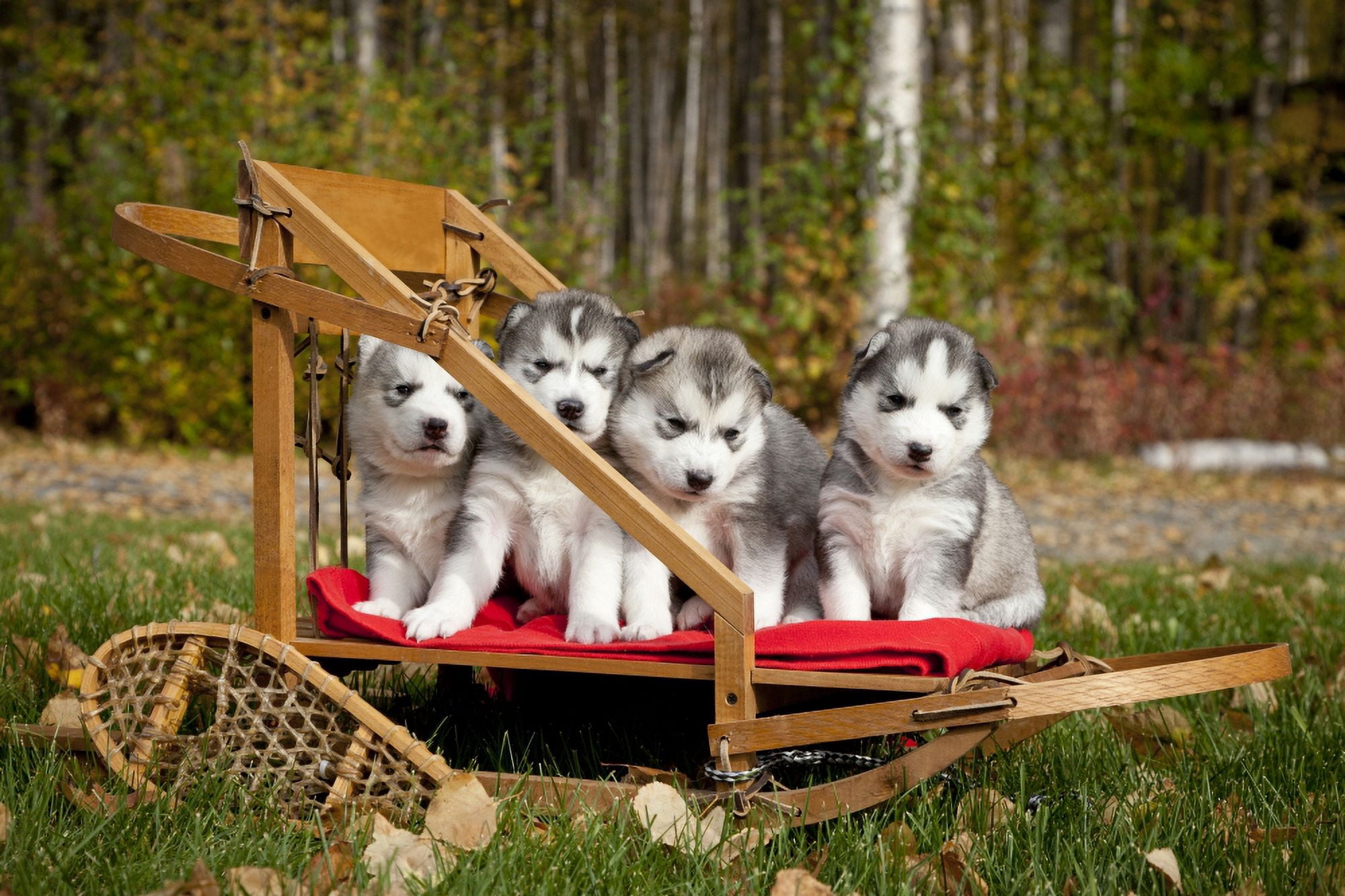 Pure-Bred Siberian Husky Puppies In Small Wooden Dog Sled Alaska Canvas Art - Jeff Schultz Design Pics (17 x 11)