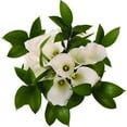 thumbnail image 1 of Pure Elegance White Mini Calla Bouquet - Fresh Cut Flowers - 26 Stems, 1 of 6