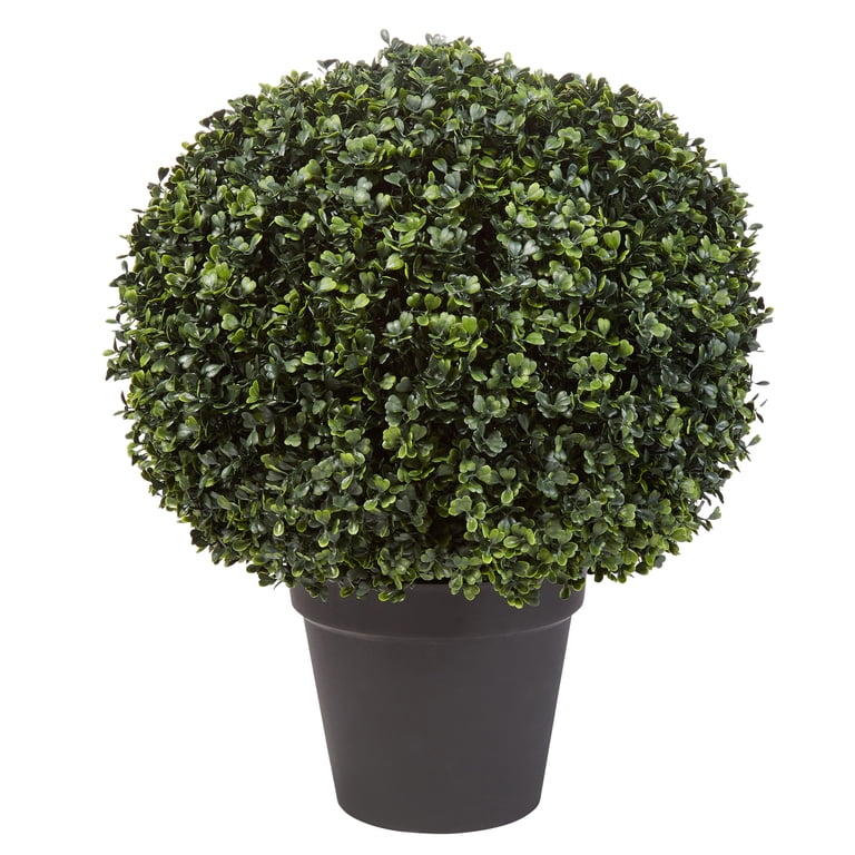 plants similar to money tree Money Tree 'Guiana Chestnut' Pachira Braid | Indoor Plant | Tropical Plant  | Potted Plant main image 0