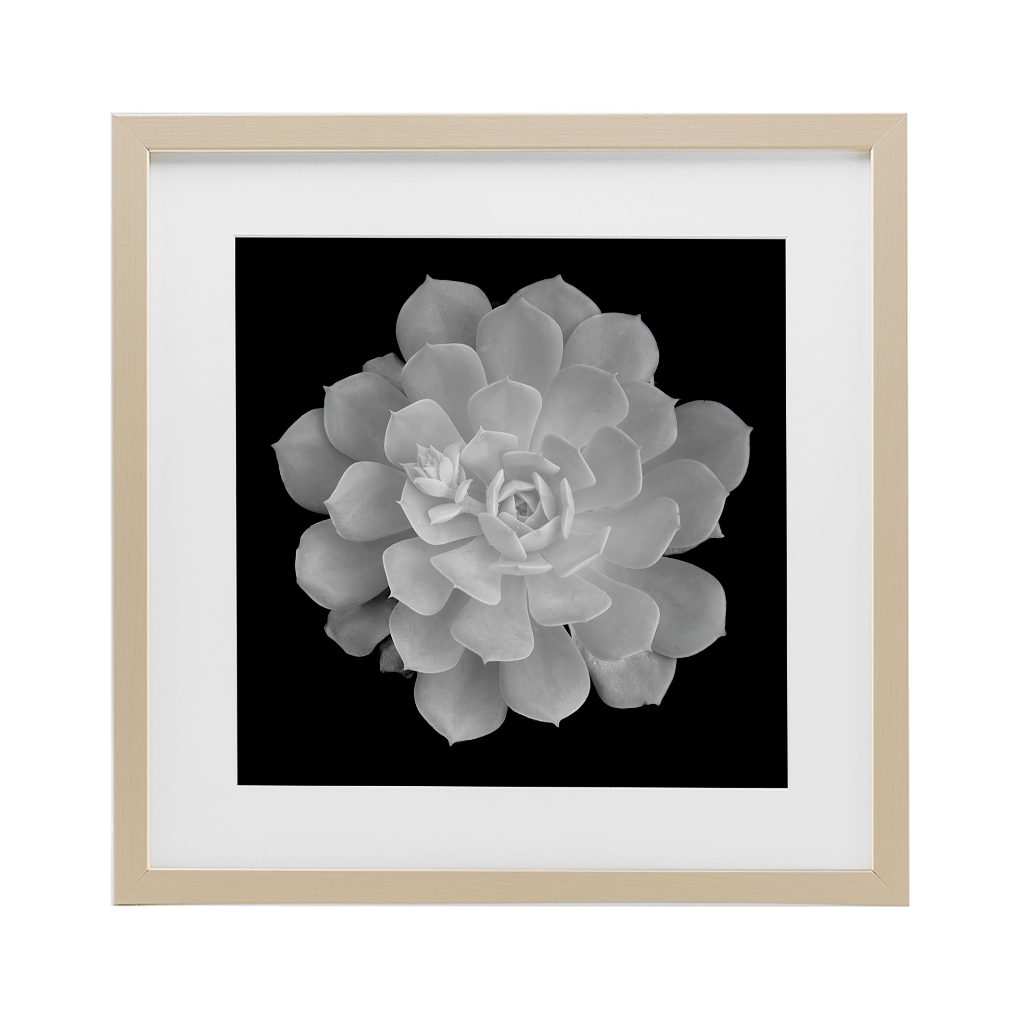 Pure White Succulent Contrast Birch Framed Print Under Glass, design by Phillip Flowers