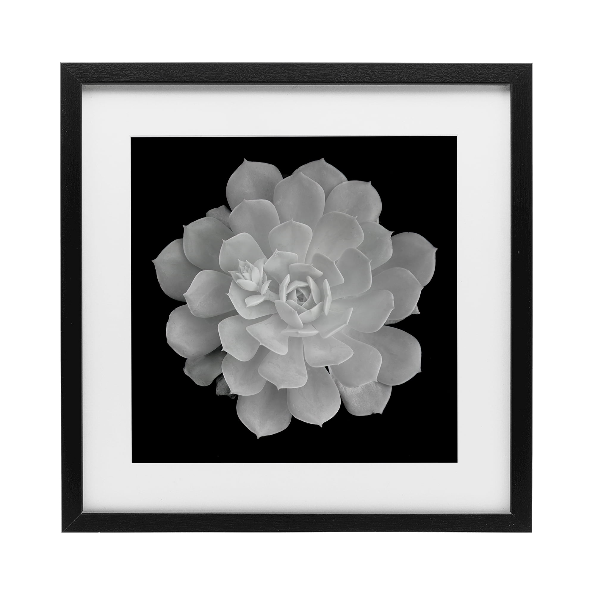 Pure White Succulent Contrast Black Framed Print Under Glass, design by Phillip Flowers