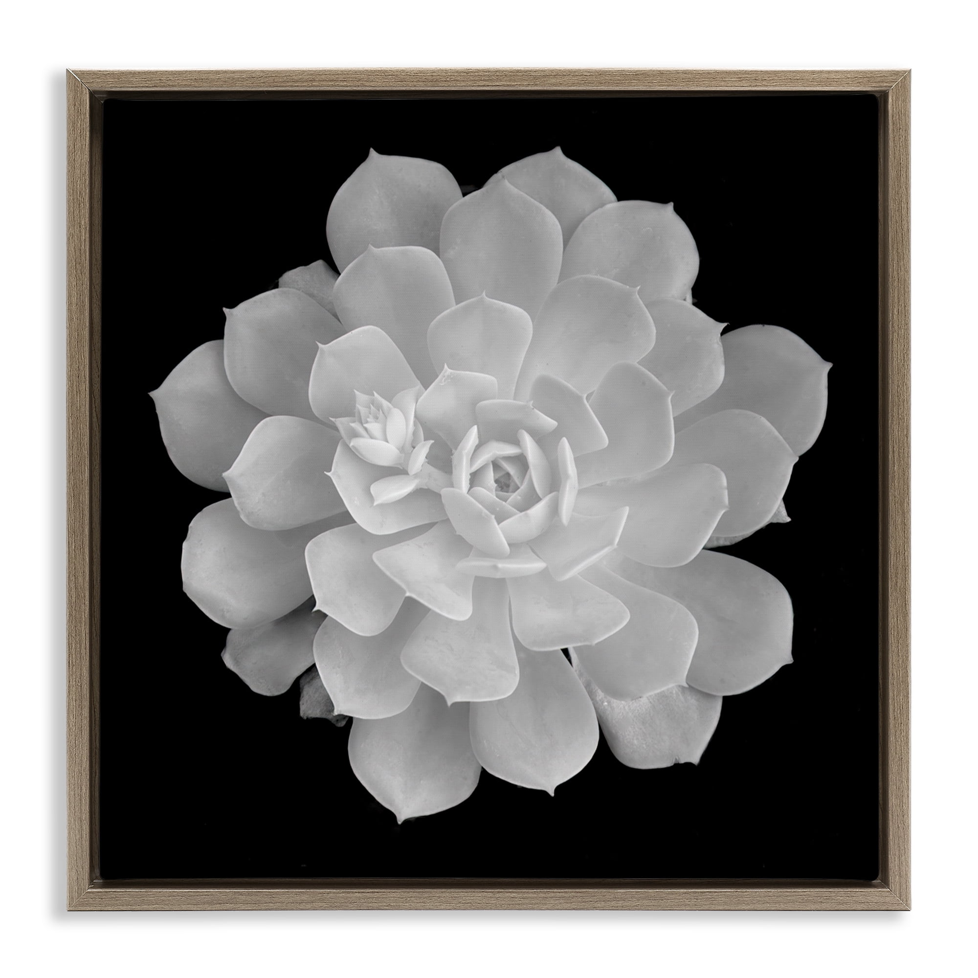Pure White Succulent Contrast Brown Framed Floater Canvas Wall Art, design by Phillip Flowers