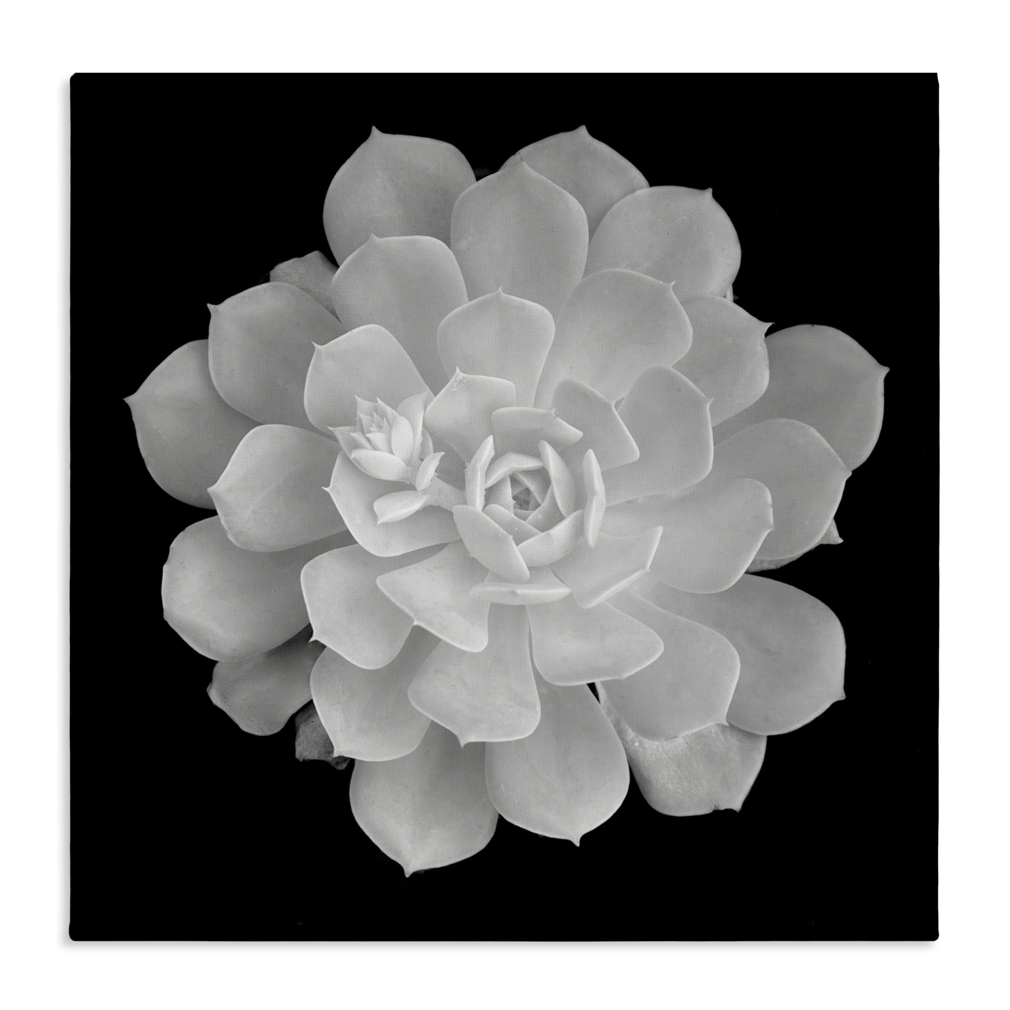 Pure White Succulent Contrast Canvas Wall Art, design by Phillip Flowers