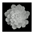 thumbnail image 1 of Pure White Succulent Contrast Canvas Wall Art, design by Phillip Flowers, 1 of 7