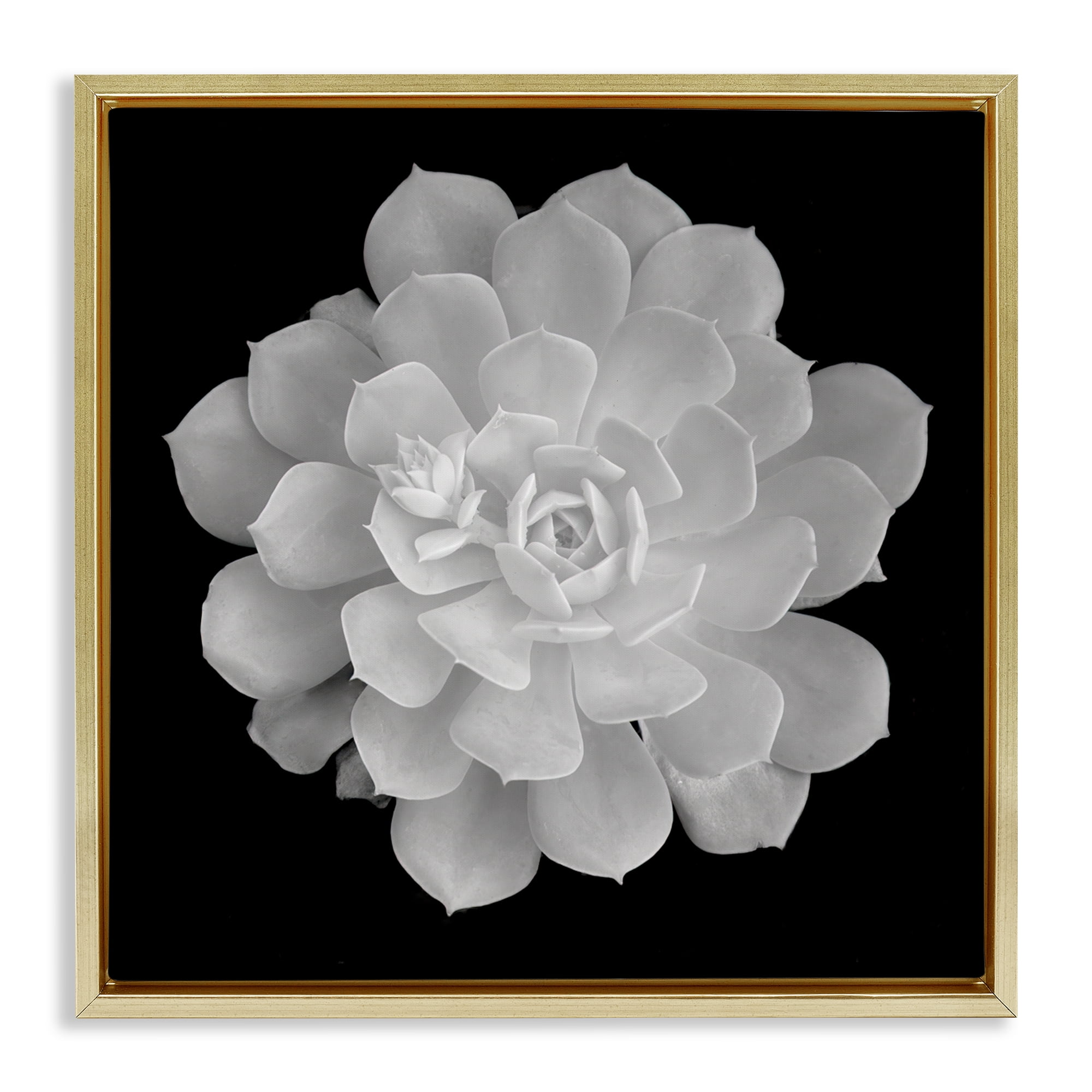 Pure White Succulent Contrast Gold Framed Floater Canvas Wall Art, design by Phillip Flowers