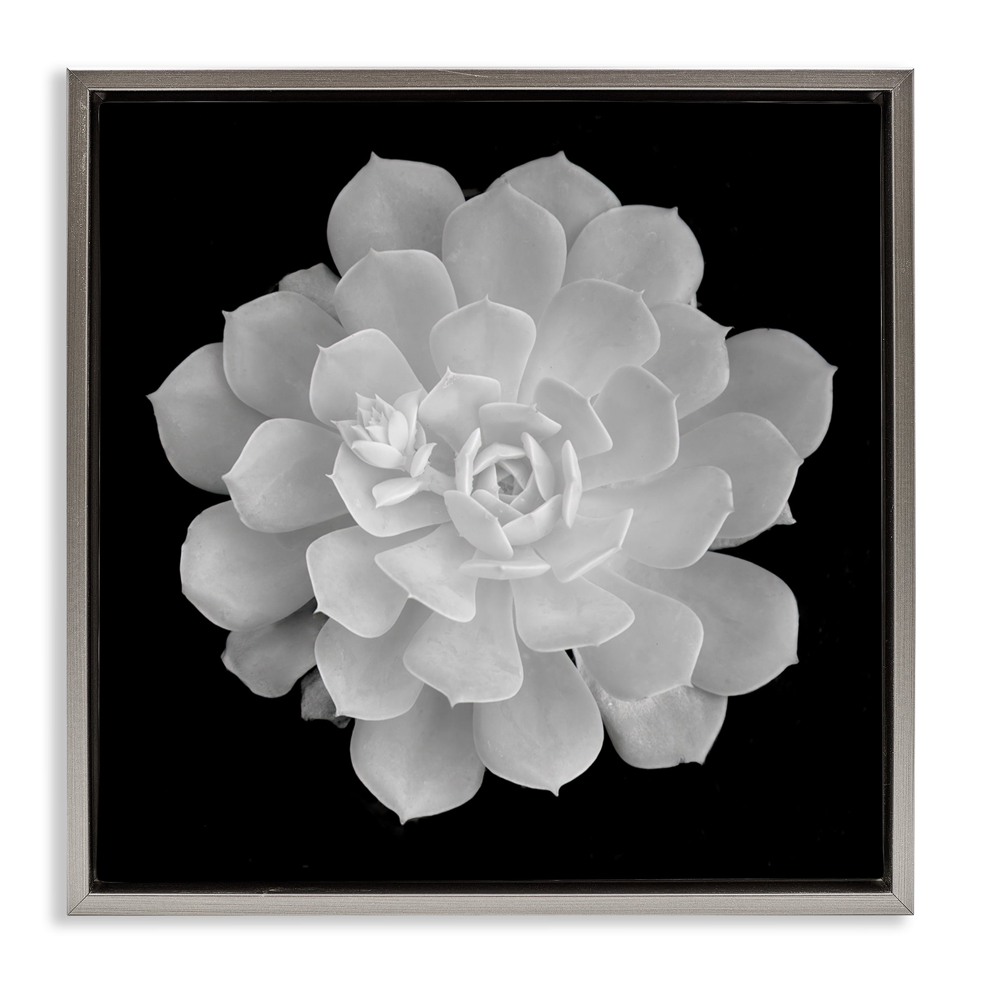 Pure White Succulent Contrast Gray Framed Floater Canvas Wall Art, design by Phillip Flowers