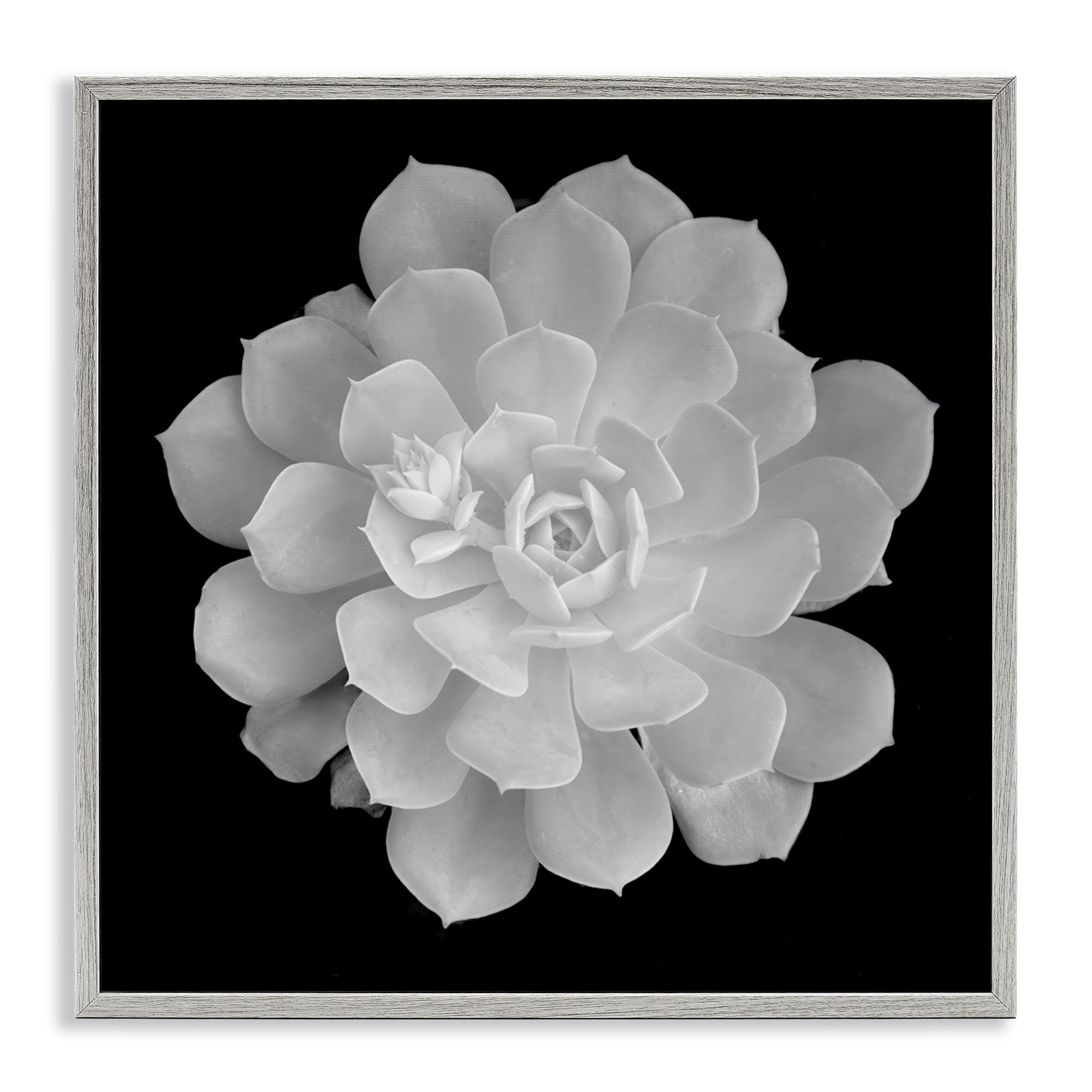 Pure White Succulent Contrast Gray Framed Giclee Art, design by Phillip Flowers