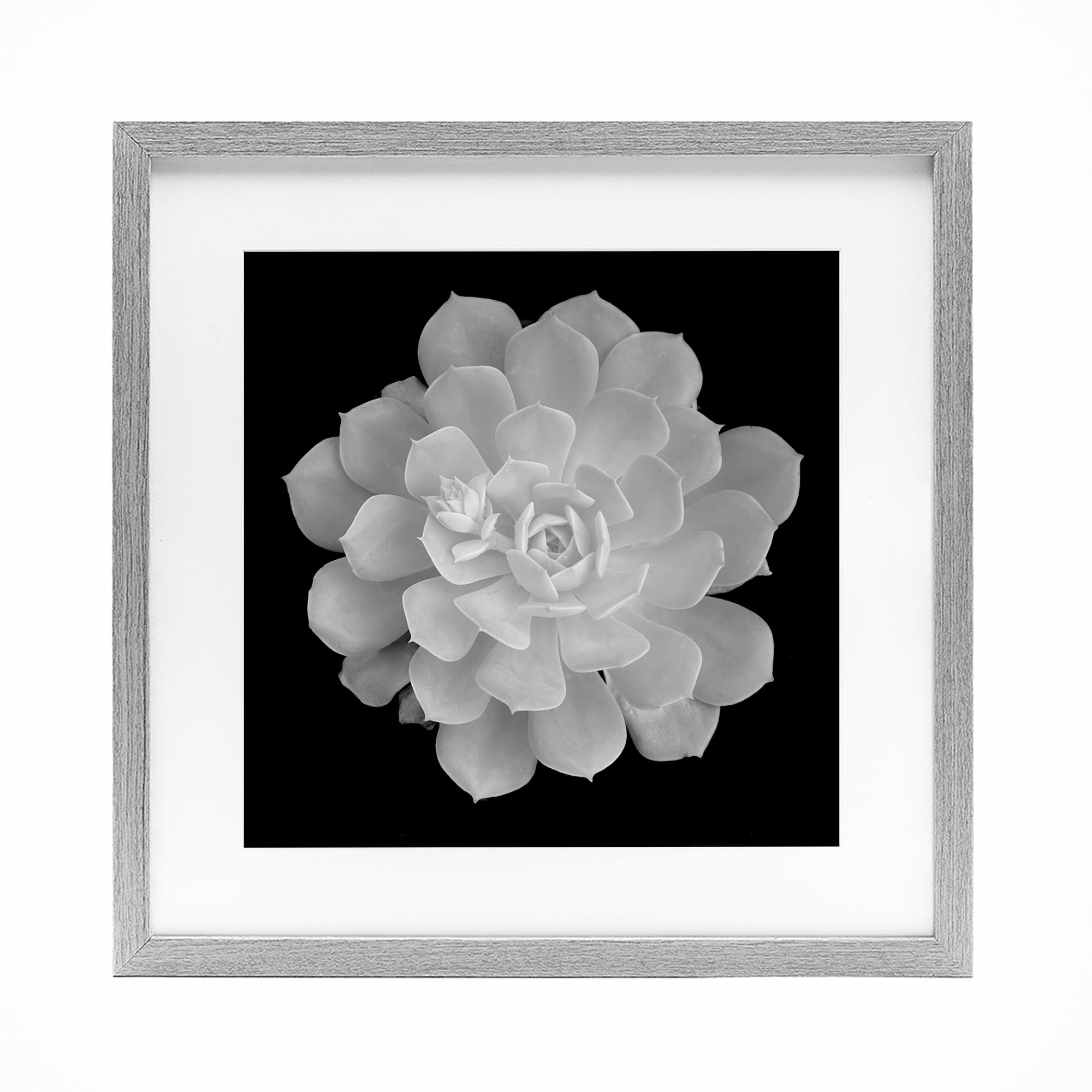 Pure White Succulent Contrast Gray Framed Print Under Glass, design by Phillip Flowers