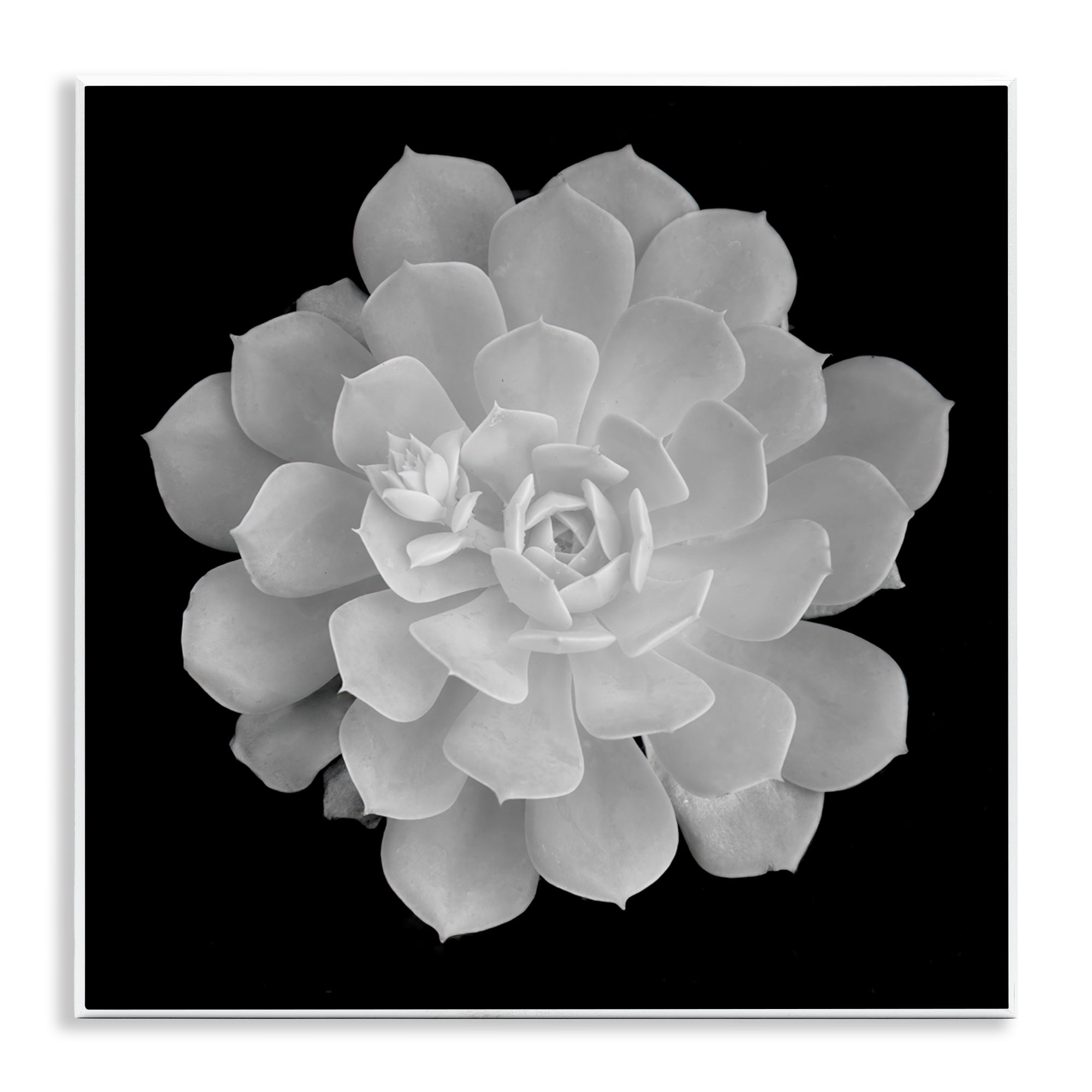 Pure White Succulent Contrast Wall Plaque Art, design by Phillip Flowers