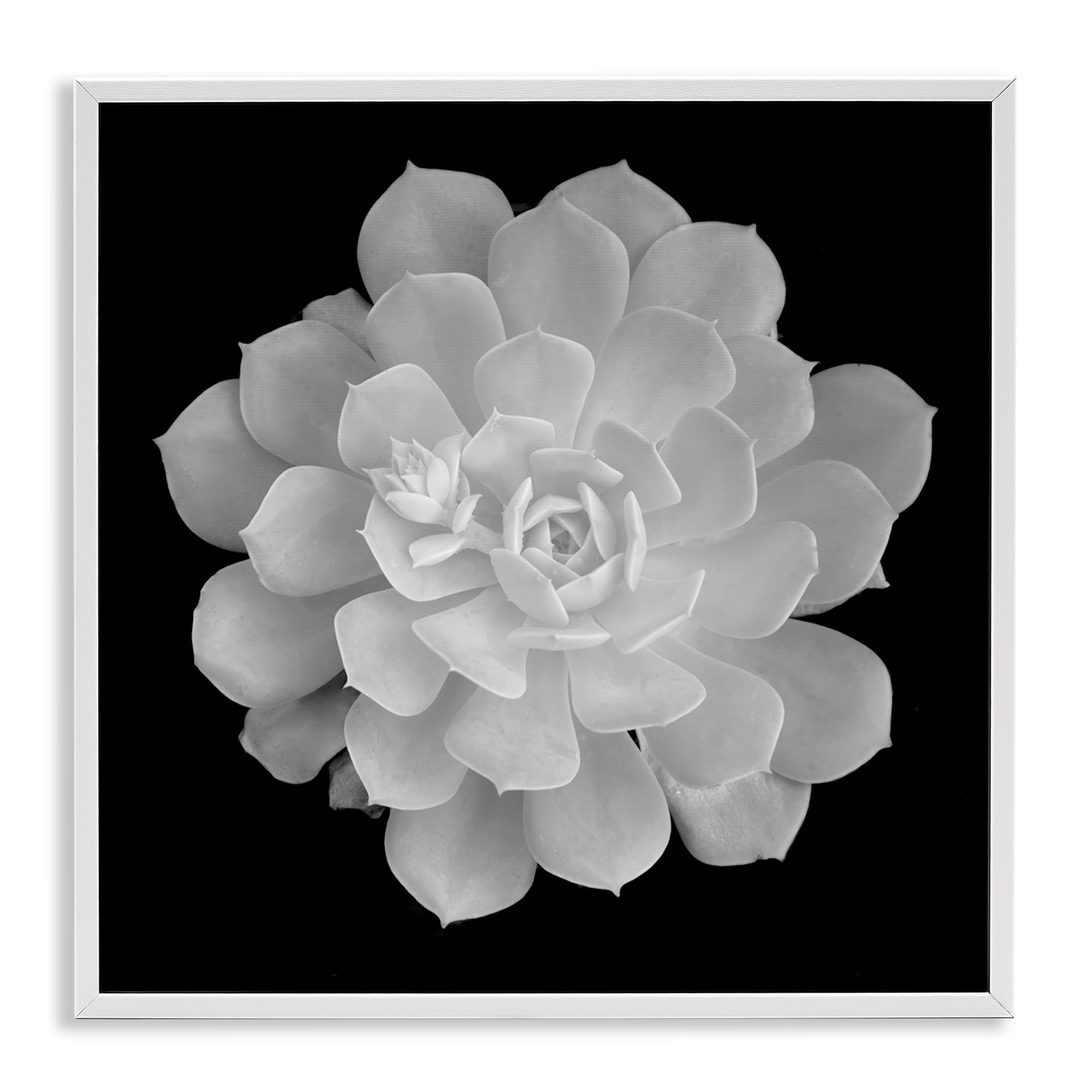 Pure White Succulent Contrast White Framed Giclee Art, design by Phillip Flowers