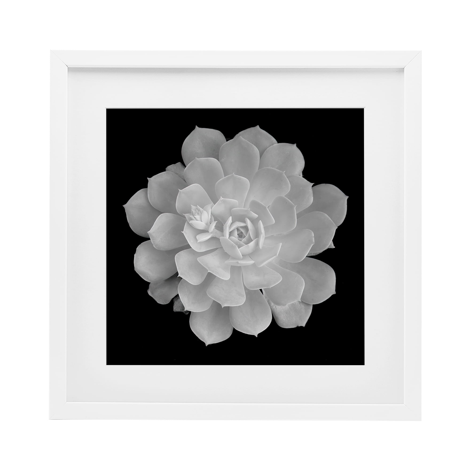 Pure White Succulent Contrast White Framed Print Under Glass, design by Phillip Flowers