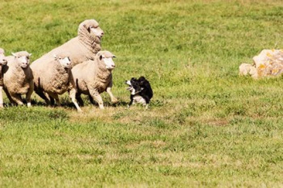 Purebred Border Collie dog and sheep Canvas Art - PiperAnne Worcester DanitaDelimont (24 x 16)