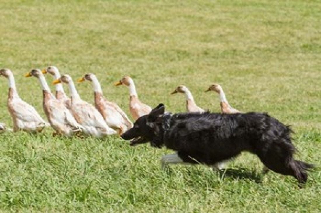 Purebred Border Collie dog herding ducks Canvas Art - PiperAnne Worcester DanitaDelimont (24 x 15)