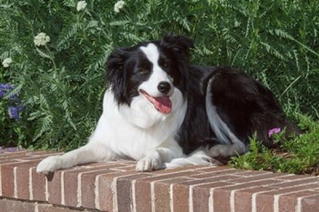 Purebred Border Collie dog lying on wall Canvas Art - PiperAnne Worcester DanitaDelimont (24 x 15)