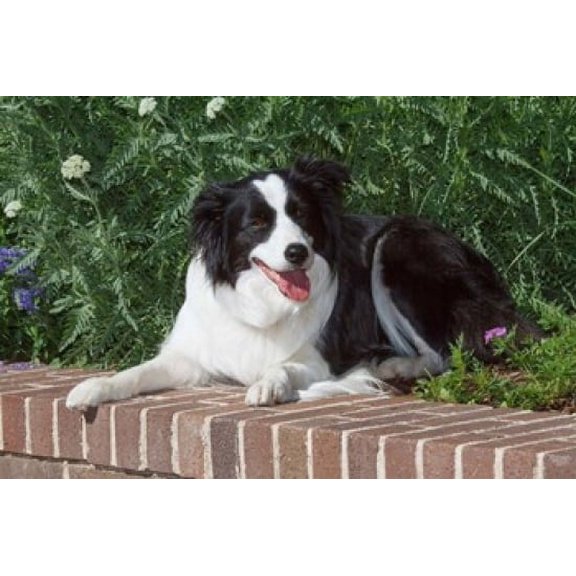 Purebred Border Collie dog lying on wall Poster Print by PiperAnne Worcester (24 x 15)