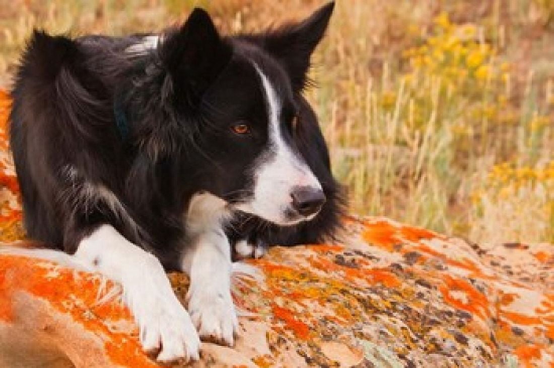 Purebred Border Collie dog on moss rock Canvas Art - PiperAnne Worcester DanitaDelimont (24 x 16)