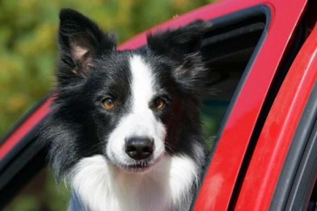 Purebred Border Collie dog red truck window Canvas Art - PiperAnne Worcester DanitaDelimont (36 x 24)