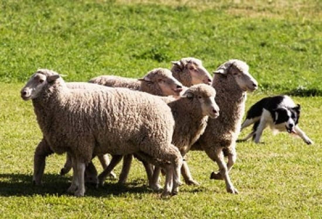 Purebred Border Collie dog turning sheep Canvas Art - PiperAnne Worcester DanitaDelimont (36 x 24)