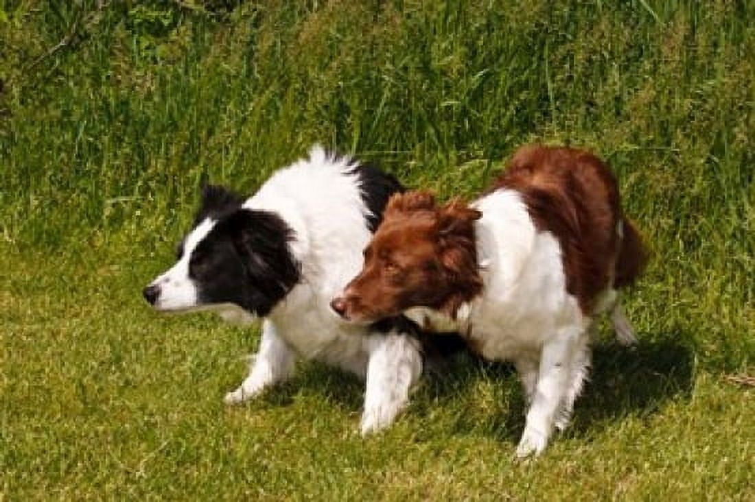 Purebred Border Collie dogs Canvas Art - PiperAnne Worcester DanitaDelimont (36 x 24)