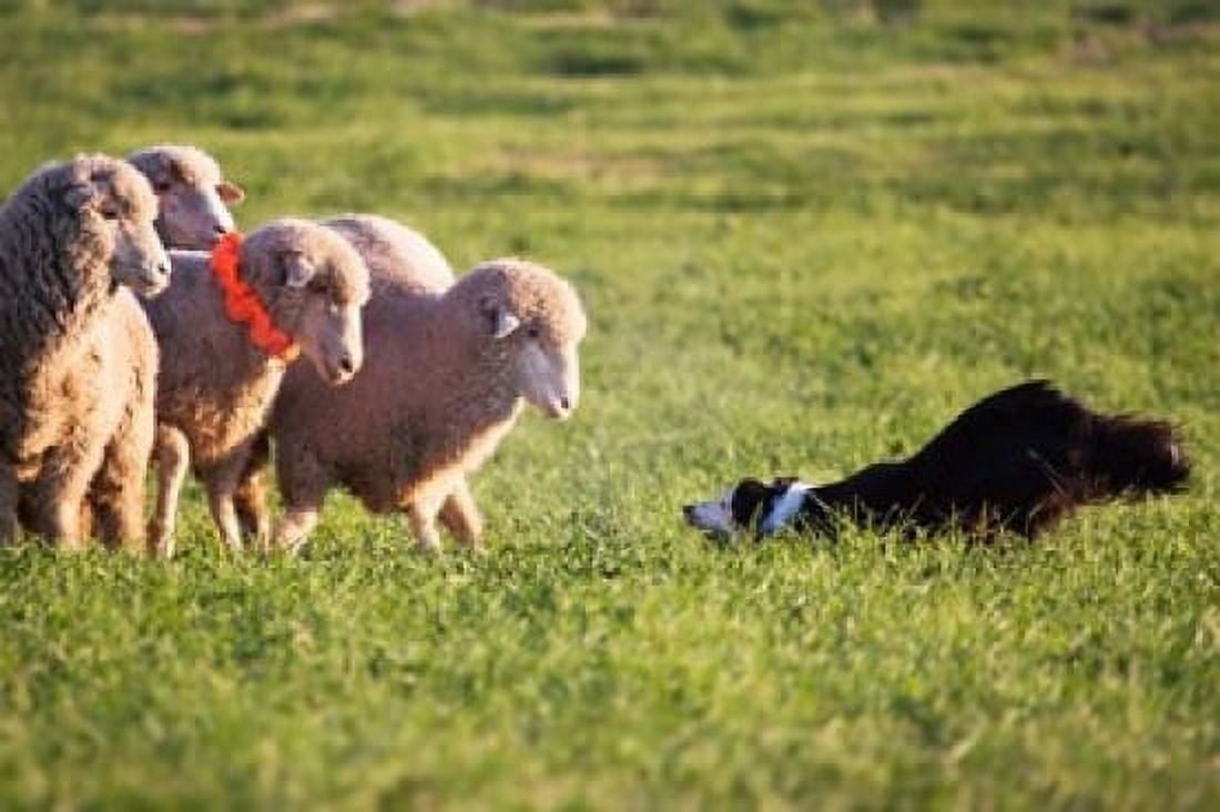 Purebred Border collie dog and Merino sheep Canvas Art - PiperAnne Worcester DanitaDelimont (36 x 24)