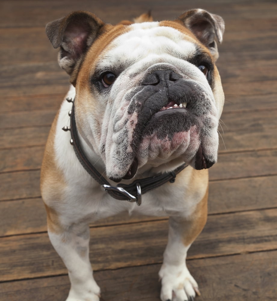 Purebred English Bulldog Pacifica California United States of America Canvas Art - Stuart Westmorland Design Pics (14 x 16)