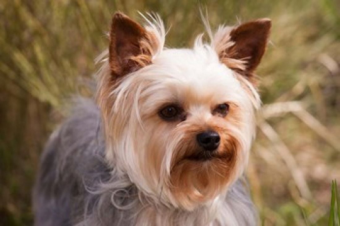 Purebred Yorkshire Terrier Dog Canvas Art - PiperAnne Worcester DanitaDelimont (24 x 16)