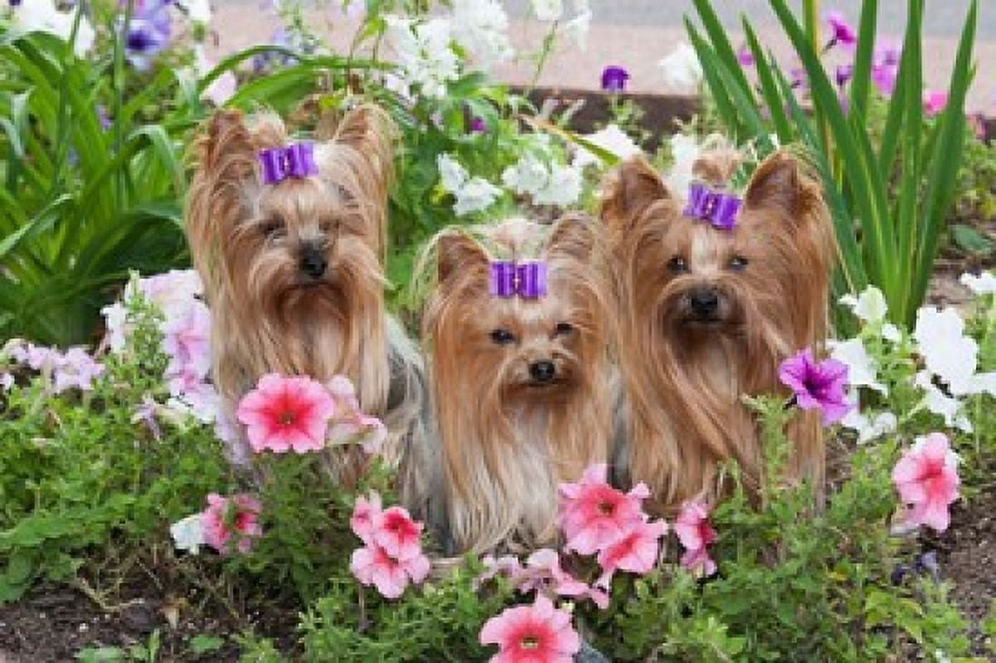 Purebred Yorkshire Terrier Dog in flowers Canvas Art - PiperAnne Worcester DanitaDelimont (24 x 16)