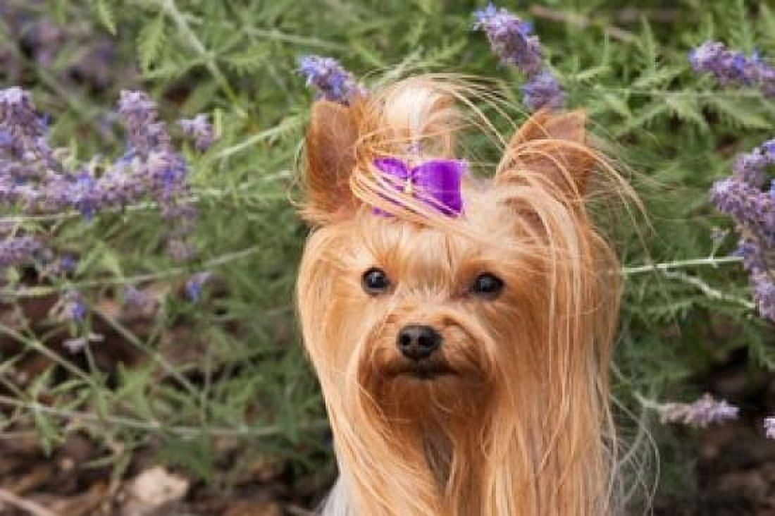 Purebred Yorkshire Terrier dog purple bow Canvas Art - PiperAnne Worcester DanitaDelimont (24 x 16)