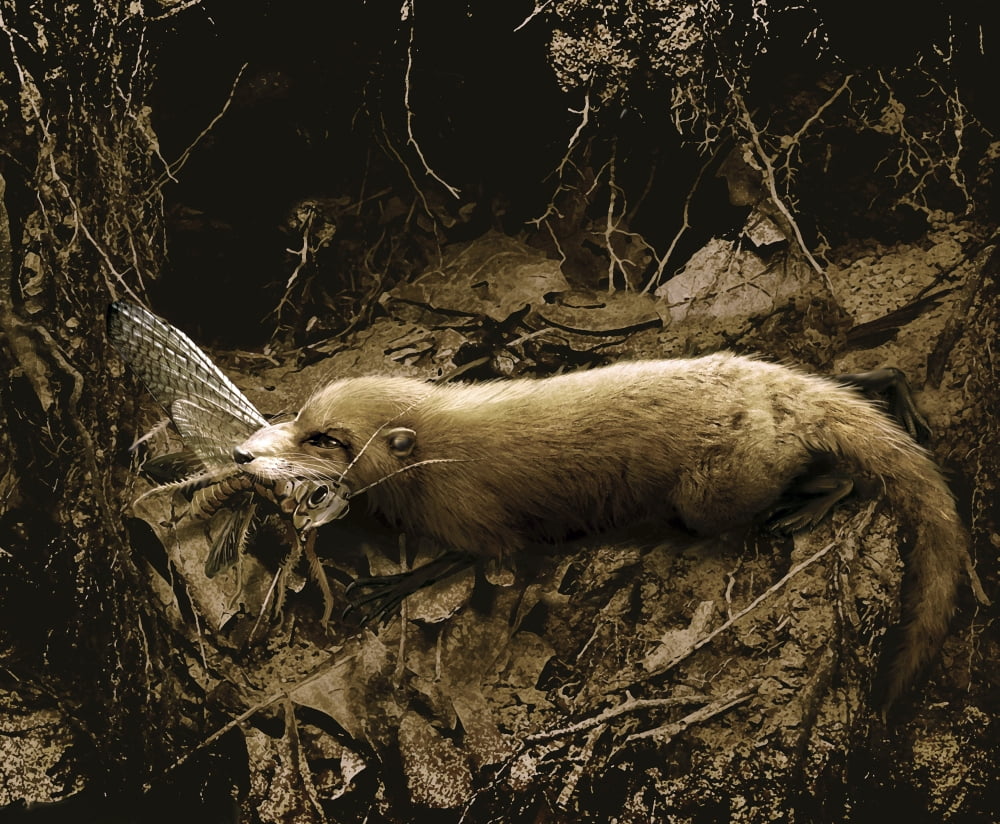 Purgatorius feeding on a large dragonfly-like creature Canvas Art - Jan SovakStocktrek Images (16 x 13)