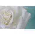 thumbnail image 1 of "Purity of the White Rose" Painting Print on Wrapped Canvas, 1 of 5