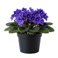 thumbnail image 1 of Purple African Violets Live Plant, African Violet Plant, 3 - 5 Inc Tall, Easy Care Houseplant, Compact Blooming Plants for Indoor Outdoor Growing, 1 of 5
