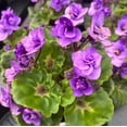 thumbnail image 1 of Purple African Violets Live Plant, Random Purple Flowers Streptocarpus, Indoor Flower Plants, Blooms All Year Round 4 Inch Pot, 1 of 6