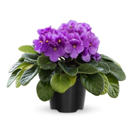 Purple African Violets Live Plants, African Violet Plant, 4 Inc Pot