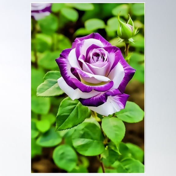 Purple And White Blend: A Miracle Of Colors Poster Wall Art, Modern Wall Decor For Living Room Bedroom, 12x18 UNFRAMED