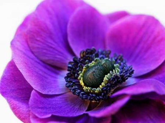 Purple Anemone Canvas Art - Alyson Fennell (18 x 24)