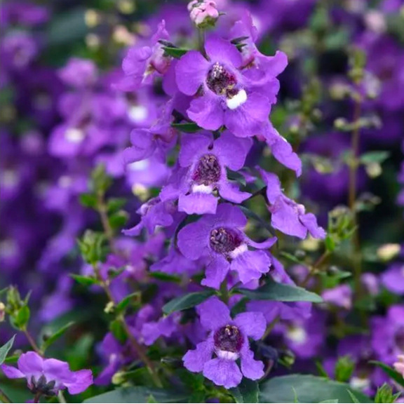 Purple Angelonia Shurb Angelonia Angustifolia Summer Snapdragon Plant 4"Pot