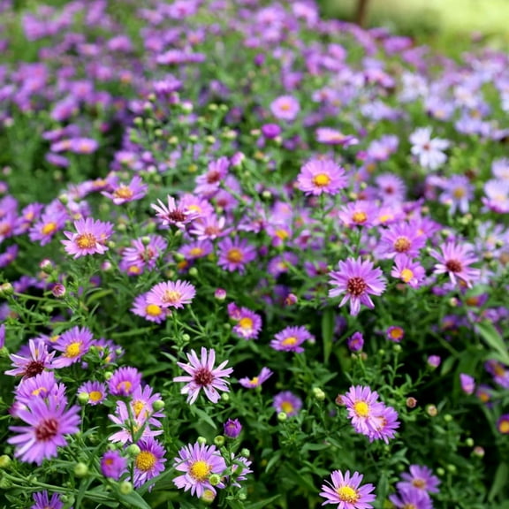 Purple Aster Perennial Plant Live, 4-8 inches, Hardy Aster Perennial Live Plant with Pollinator-Friendly Blooms
