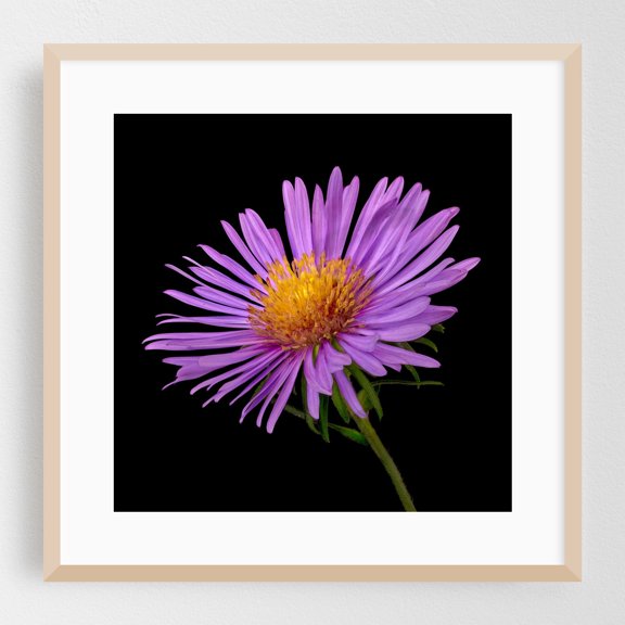Purple Aster - Photography Floral Flowers Nature Botanical Garden Scenic Oak Framed Wall Art Print 8 x 8 inches