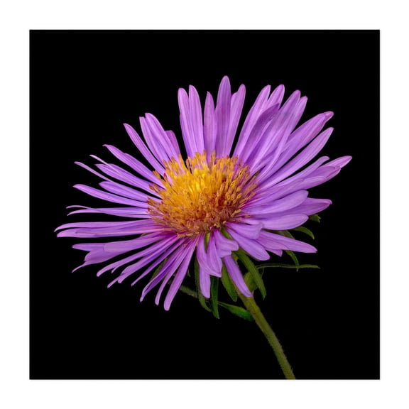 Purple Aster - Photography Floral Flowers Nature Botanical Garden Scenic Unframed Wall Art Print 6 x 6 inches