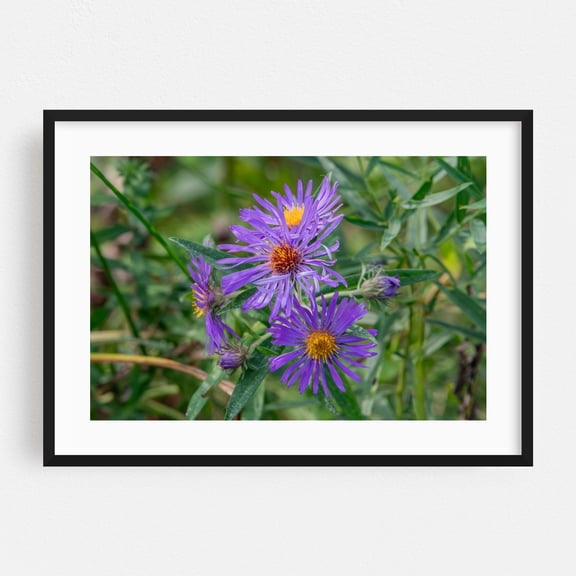 Purple Asters in Bloom on an Autumn Afternoon - Pennsylvania Photography Floral Flowers Botanical Garden Nature Scenic Summer Black Framed Wall Art Print 24 x 36 inches