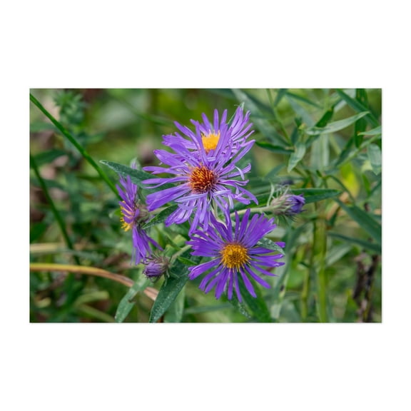 Purple Asters in Bloom on an Autumn Afternoon - Pennsylvania Photography Floral Flowers Botanical Garden Nature Scenic Summer Unframed Wall Art Print 4 x 6 inches