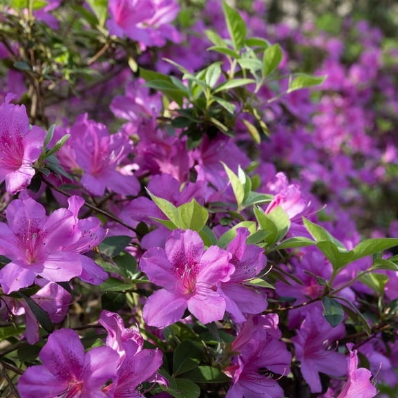 Purple Azalea Live Plant, 4 to 6 Inch Blooming Shrub, Vibrant Azalea Flower for Outdoor Containers Perennial
