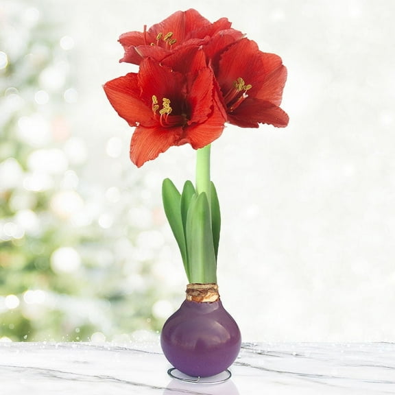 Purple Base Waxed Amaryllis Flower Bulb with Stand, No Water Needed, Real Live Spring Flowers