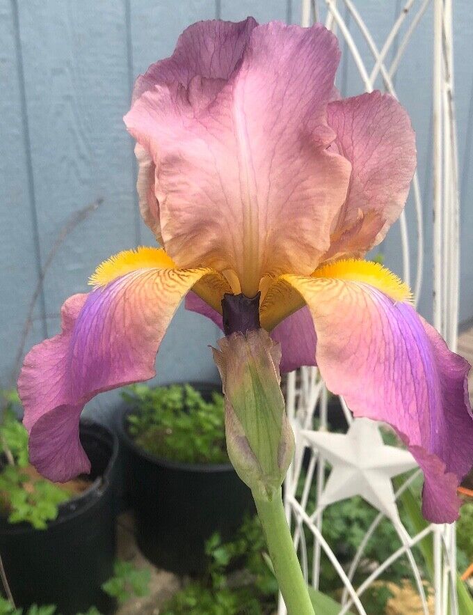 Purple Bearded Iris Rhizomes (bulbs) Id #22 - Walmart.com