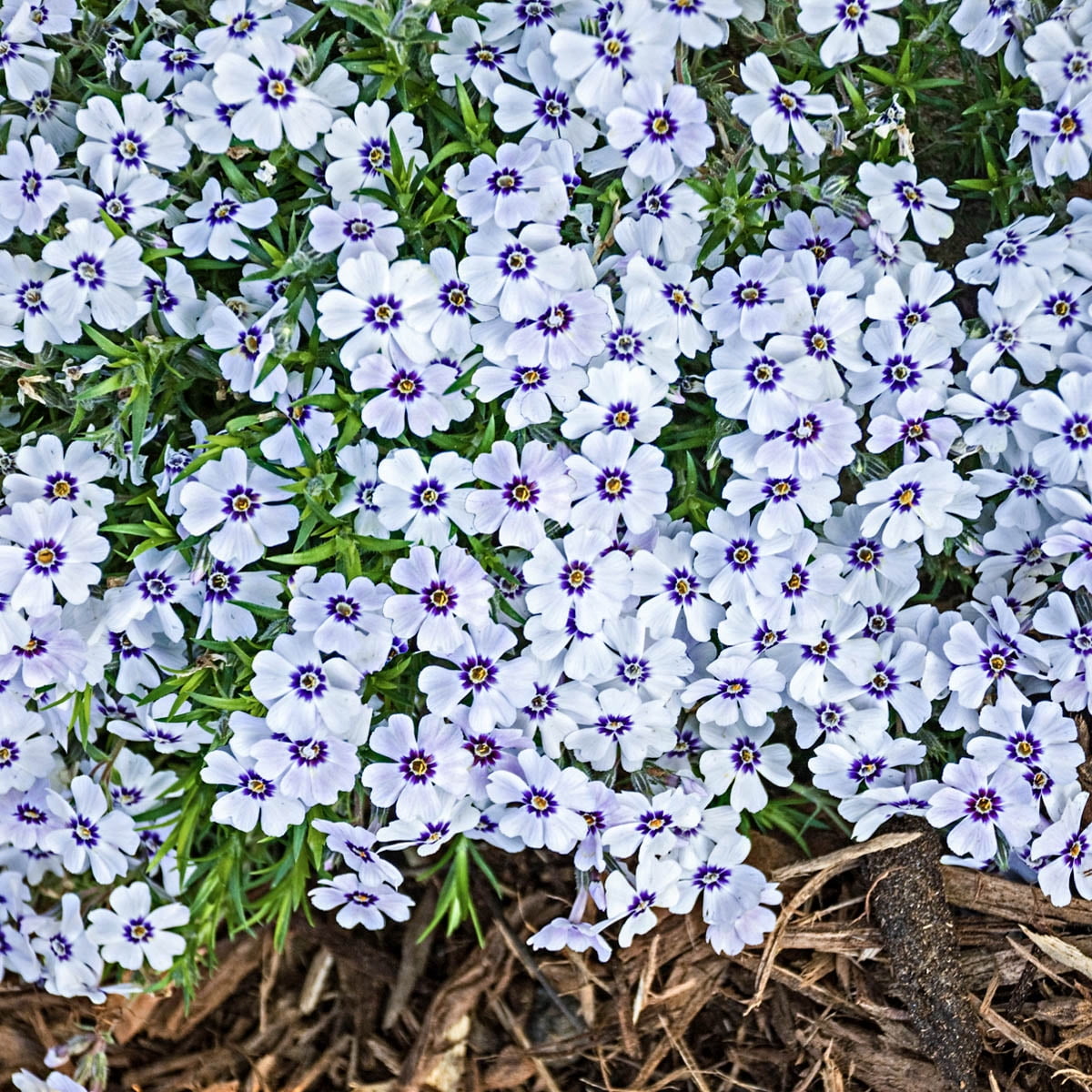 Purple Beauty Creeping Phlox, Perennial Starter Plant grown in a 4 inch pot (1-Pack)
