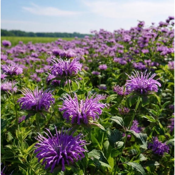 Purple Bergamot 50 Seeds Monarda Media, Pollinator-Friendly Wildflower