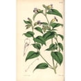 thumbnail image 1 of Purple Blotched Torenia, Torenia Edentula Poster Print By ® Florilegius Mary Evans (24 X 36), 1 of 3